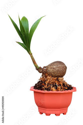 coconut bonsai tree on pot hobbies interior home nature garden design isolated on the white background