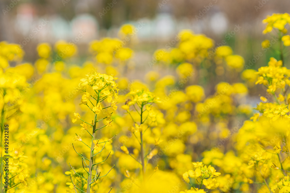 Close view of the yellow blooming canola flowers during spring time.