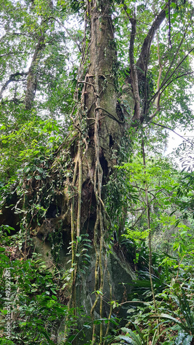 trees in the forest