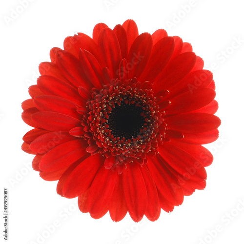 Beautiful red gerbera flower on white background © New Africa