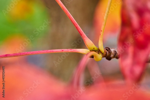 Macro of leaf stems attaching to branch in fall © Nicholas J. Klein