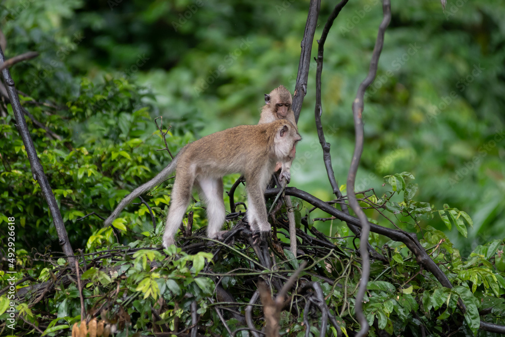 baboon sitting on a tree