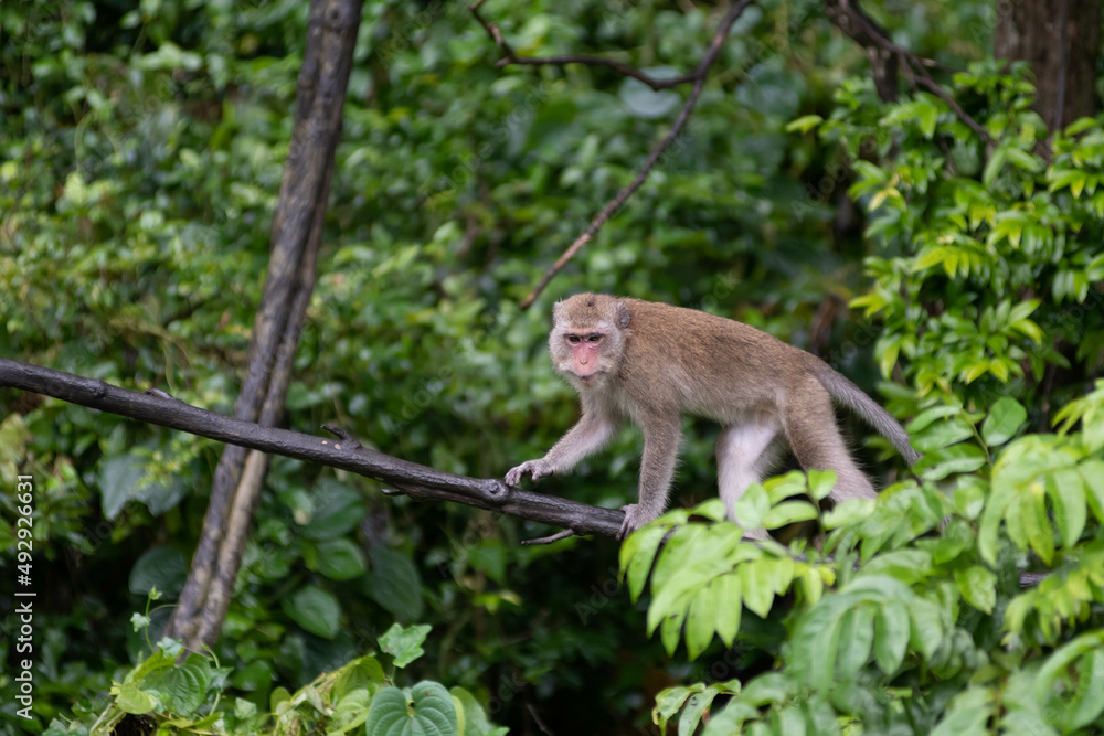 japanese macaque sitting on a tree japanese macaque sitting on a tree