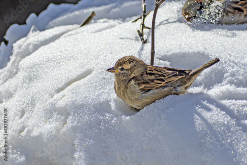 A city sparrow bathes in snow on a sunny spring day