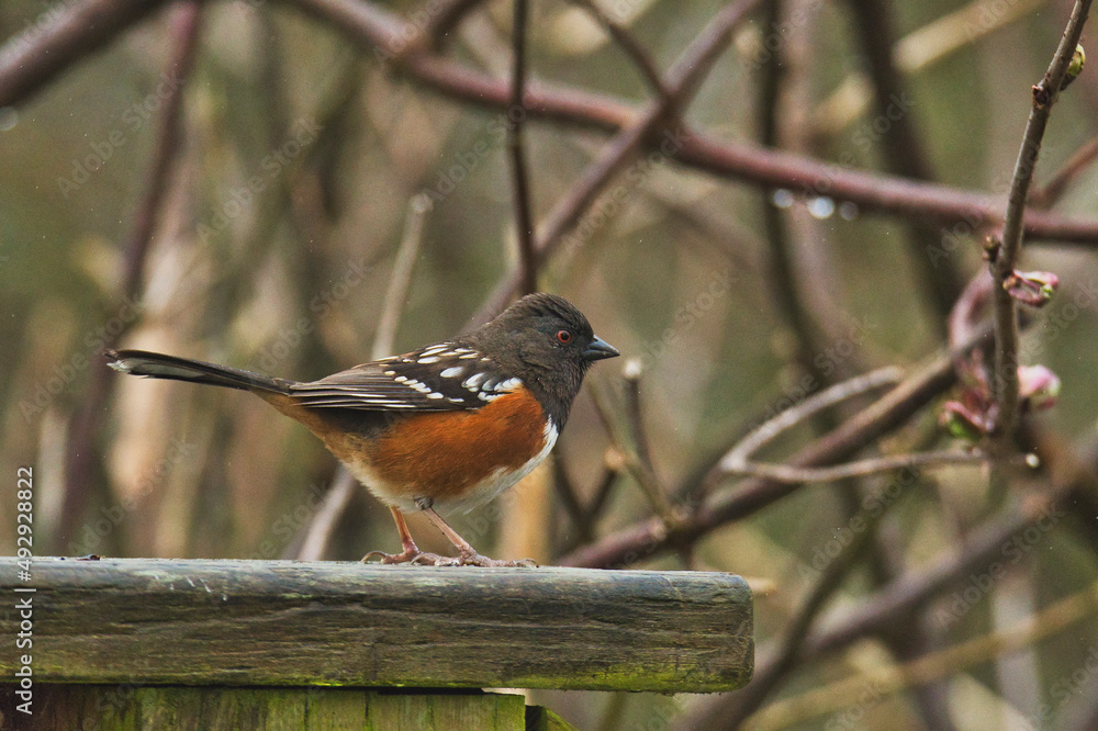 A close-up of Spotted towhee resting on the fence. Burnaby BC Canada
A close-up of Spotted towhee resting on the fence. Burnaby BC Canada