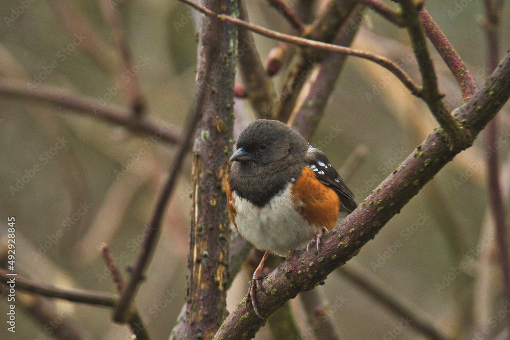 A close-up of Spotted towhee resting on the branch. Burnaby BC Canada
A close-up of Spotted towhee resting on the branch. Burnaby BC Canada
