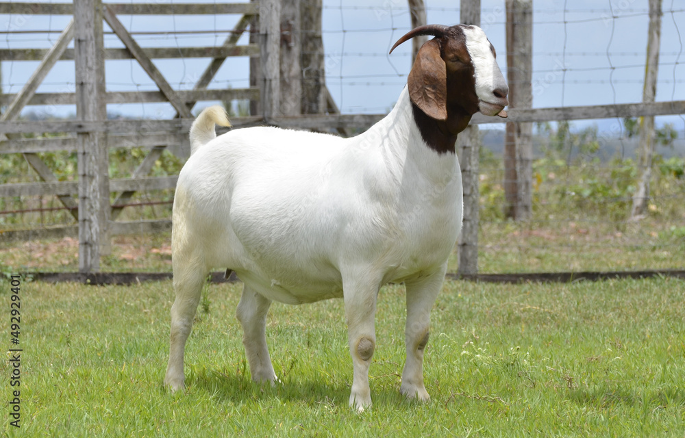 Foto de Boer female goat very awarded in Brazil. The Boer is a breed ...
