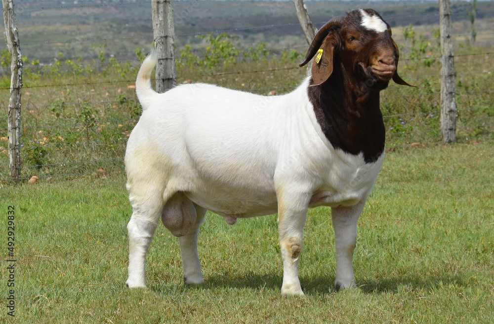 Male Boer goat very awarded in Brazil. The Boer is a breed developed in South Africa. Male Boer goat very awarded in Brazil. The Boer is a breed developed in South Africa.