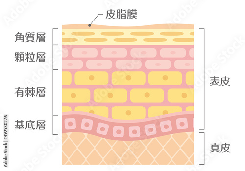 肌の構造／皮膚の構造