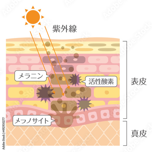 肌の構造／皮膚の構造_紫外線	