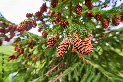 Wide view detail of pinecones on pine tree
