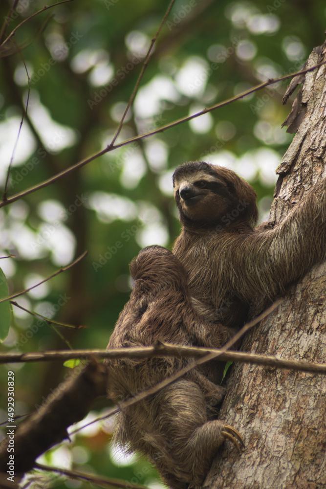 Sloth carrying her baby in Costa Rica Sloth carrying her baby in Costa Rica