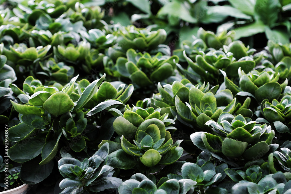 Top view inside garden of flower plant, many flora growing in green Top view inside garden of flower plant, many flora growing in green