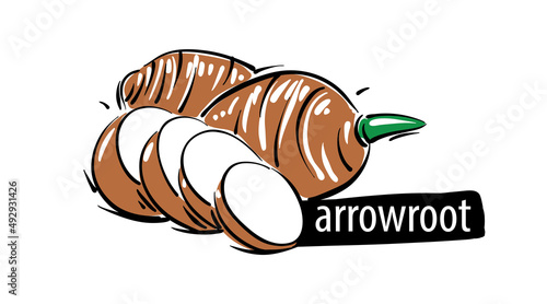 Photos Drawn arrowroot isolated on a white background