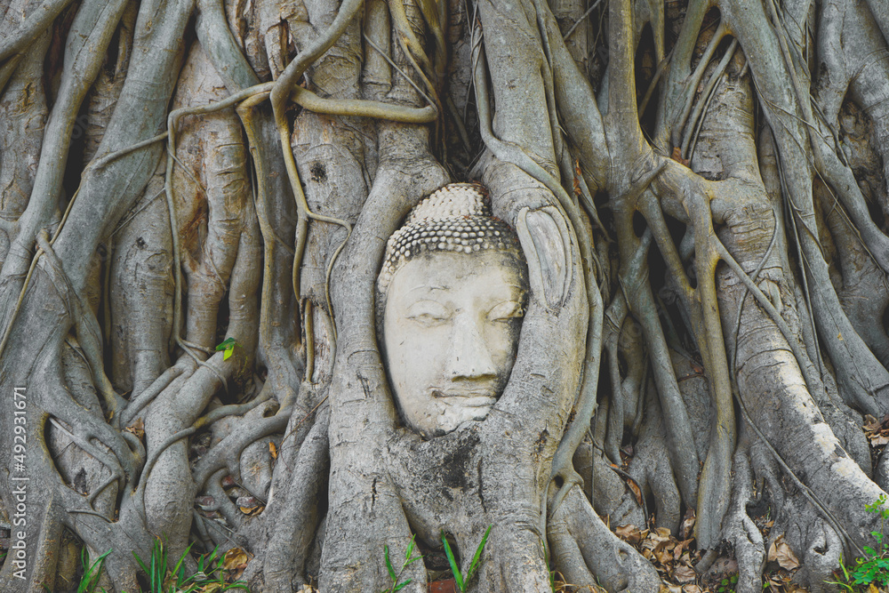 The Beauty above the land of the hundred-year-old Buddha head in the root of the Bodhi tree is unseen Thailand and unesco world heritage site. The Beauty above the land of the hundred-year-old Buddha head in the root of the Bodhi tree is unseen Thailand and unesco world heritage site.