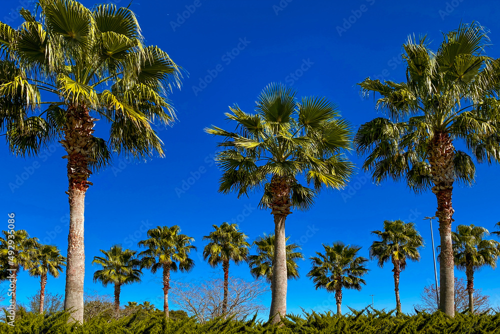 country club palm trees landscaped palms tree lined palm springs rodeo drive beverly hills luxury miami landscape