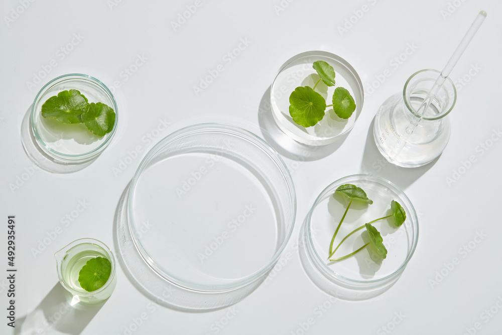 Gotu kula decorated in petri dish and transparent podium with blank space in laboratory background for plants advertising , top view Gotu kula decorated in petri dish and transparent podium with blank space in laboratory background for plants advertising , top view