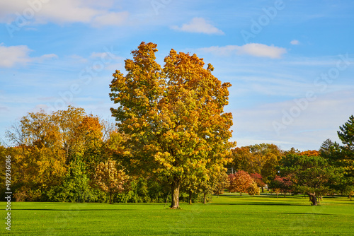 Fall landscape on field of clean grass