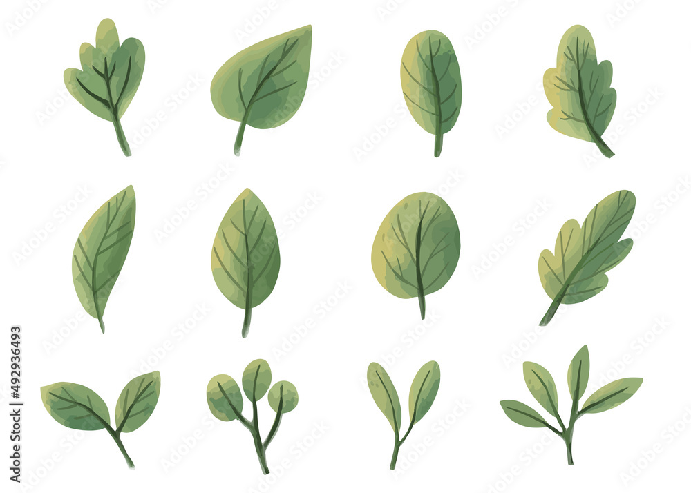 Watercolor greenery leaves floral illustration set. Green leaf illustration clip art isolated in white background.