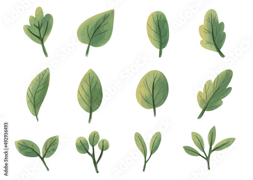 Watercolor greenery leaves floral illustration set. Green leaf illustration clip art isolated in white background.