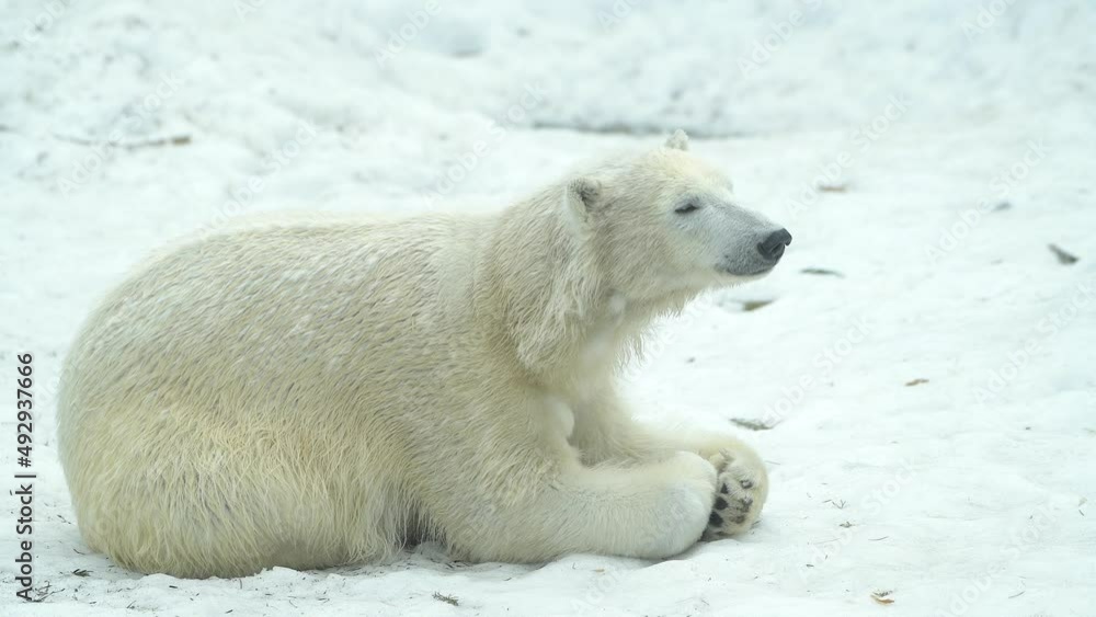 Polar bear in winter landscape at snowfall, play game, running at soft white fresh snow. 4k Cinematic slow motion footage Polar bear in winter landscape at snowfall, play game, running at soft white fresh snow. 4k Cinematic slow motion footage