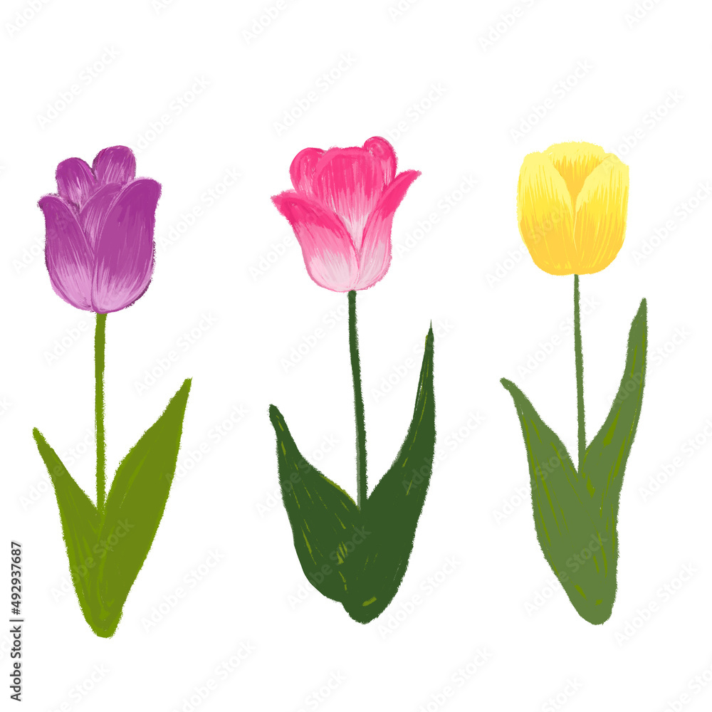 Tulip illustration Tulip illustration