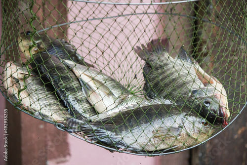 live tilapia