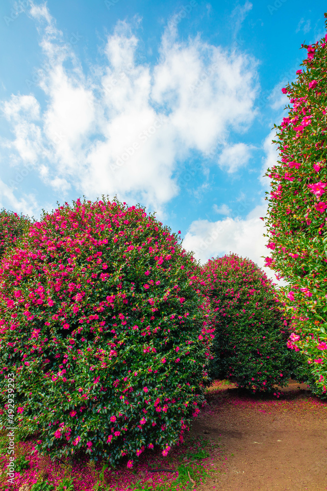 Fototapeta premium 동백꽃 