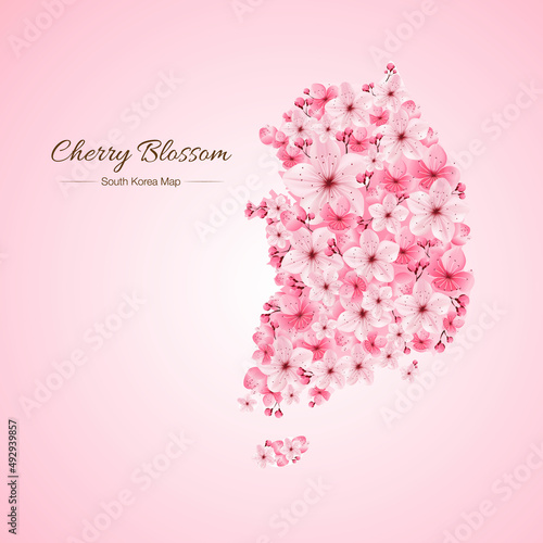 Fototapeta Naklejka Na Ścianę i Meble -  Cherry blossom, sakura, map Korea, Japanese floral pattern ,vector illustration.