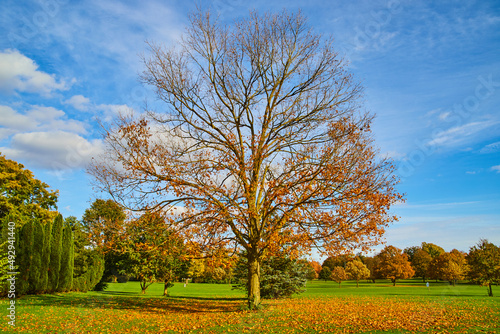 Detail of tree with fallen fall leaves on clean and open grass field