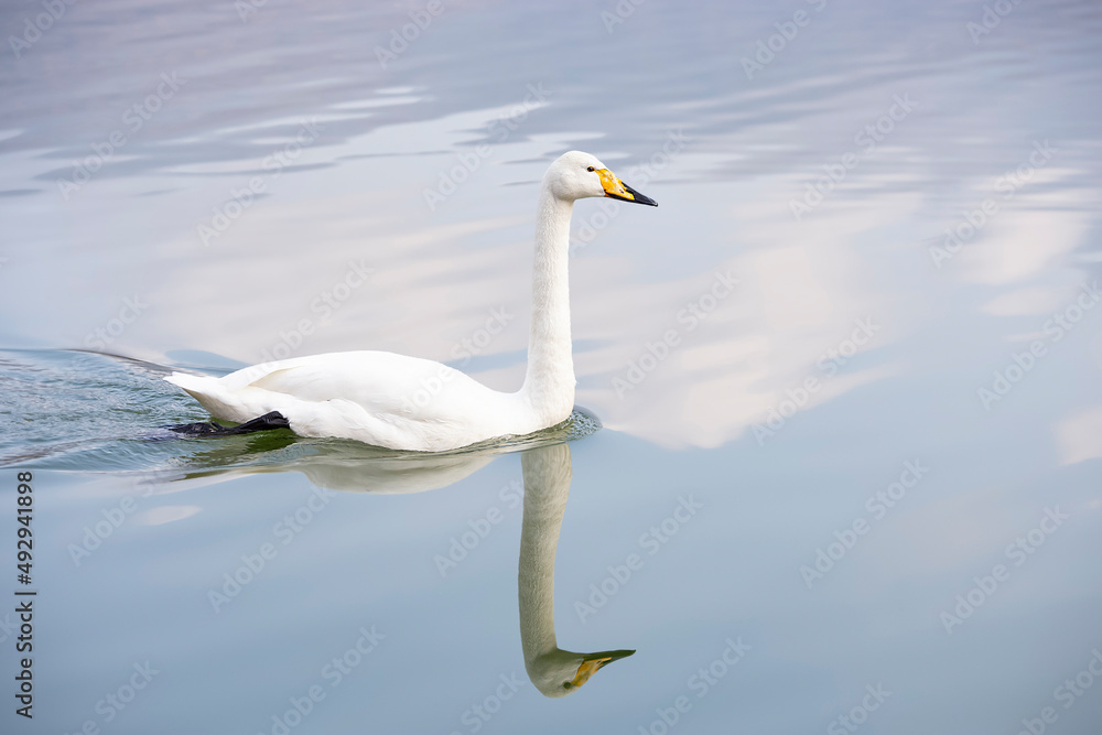 A majestic graceful white swan floats on a lake with smooth clear water. A majestic graceful white swan floats on a lake with smooth clear water.