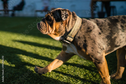 Bulldog running in the dog park