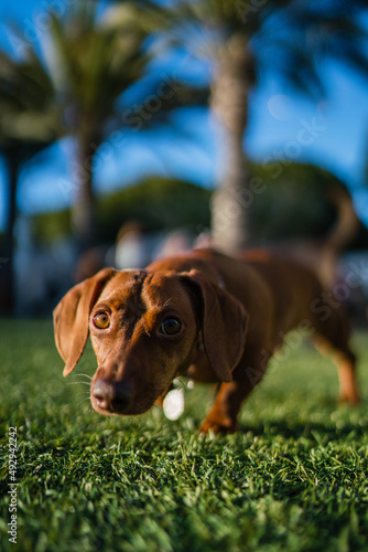 dachshund is having fun in the dog park