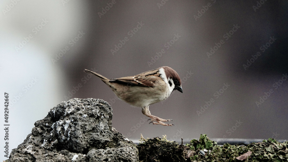 Fototapeta premium 겨울