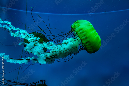 jellyfish swimming in sea water
