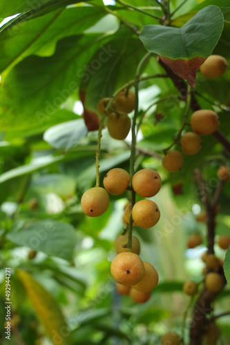 Wallpaper Mural ランバイの実 Torontodigital.ca