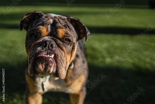 Bulldog running in the dog park