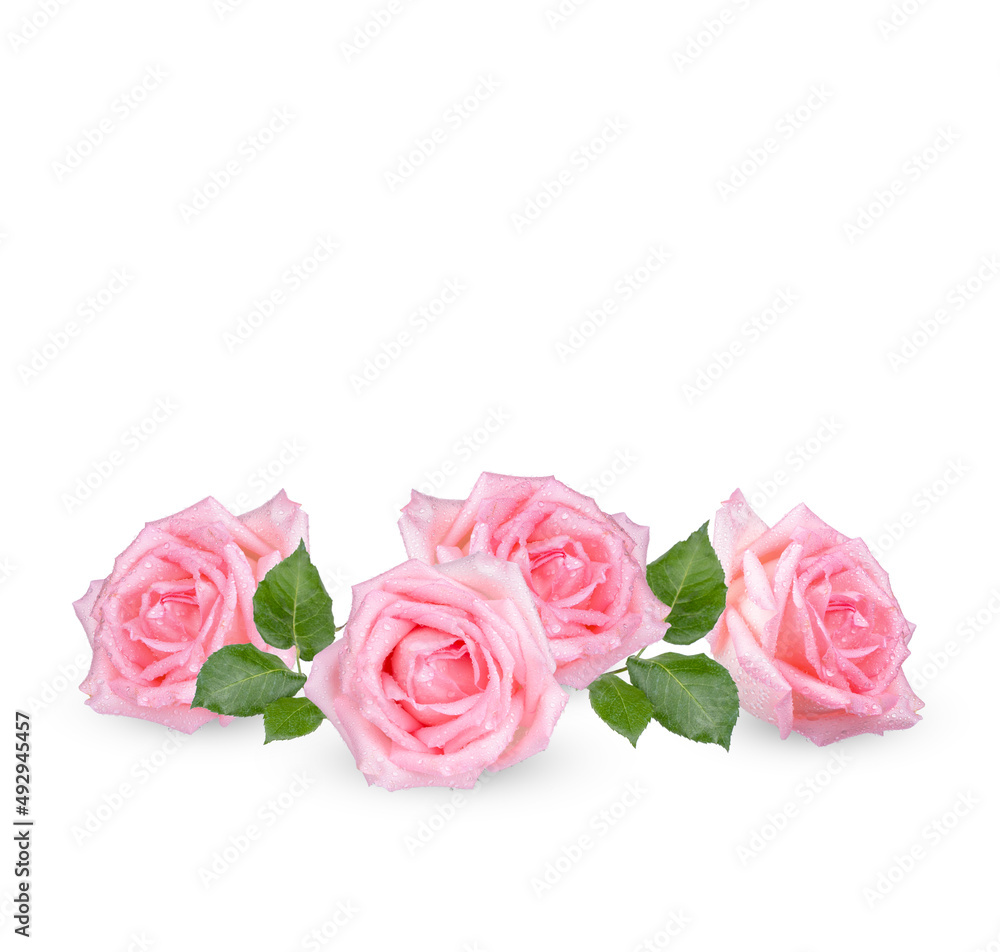 Pink rose with drops isolated on white background
