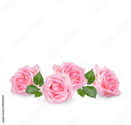 Pink rose with drops isolated on white background