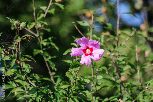 flowers in the garden