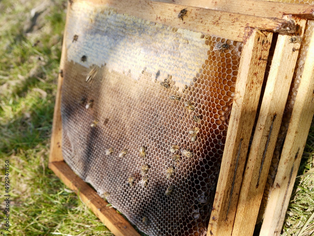 Naklejka premium bees on honeycomb frame