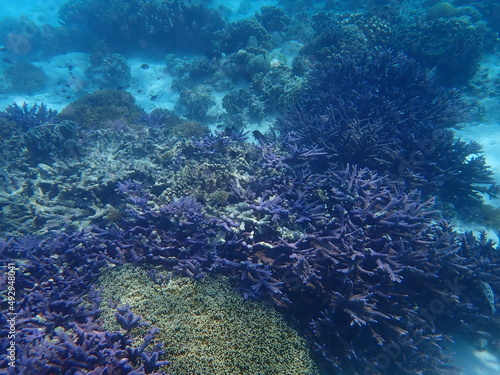 東ティモール ジャコ島の海