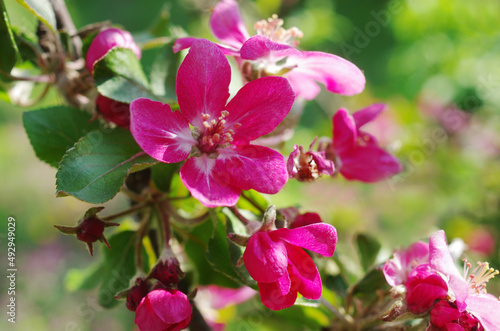 Flowering branch of a pink apple tree on a natural background
