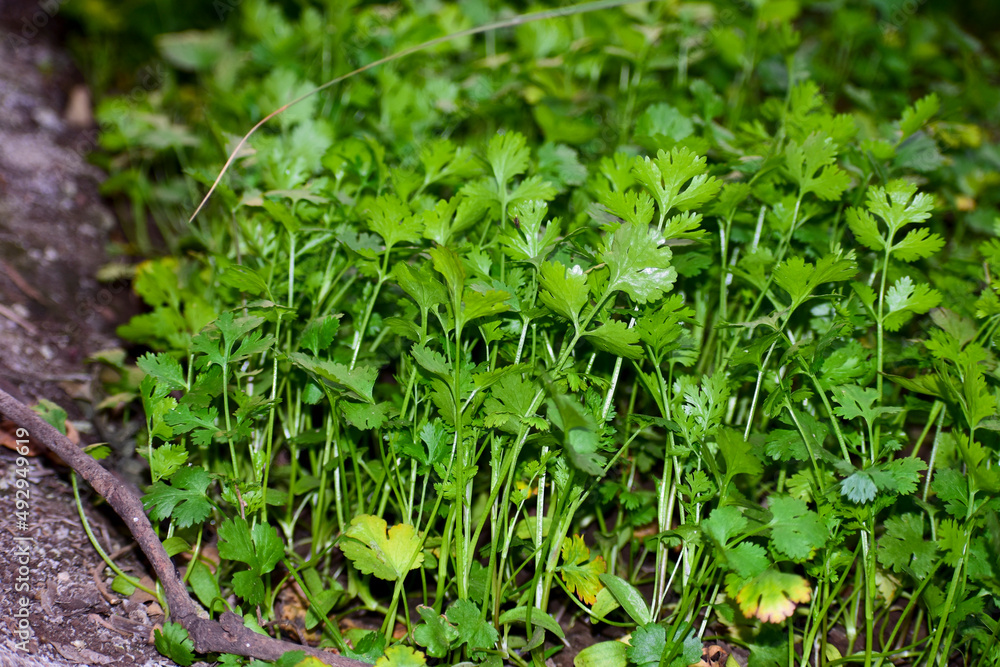 Close up fresh growing green coriander (cilantro) leaves in vegetable plot Close up fresh growing green coriander (cilantro) leaves in vegetable plot