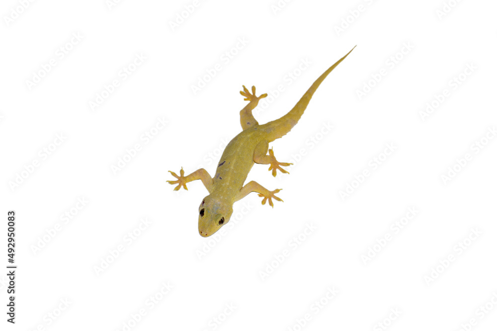 Naklejka premium House lizard isolated white background with clipping path