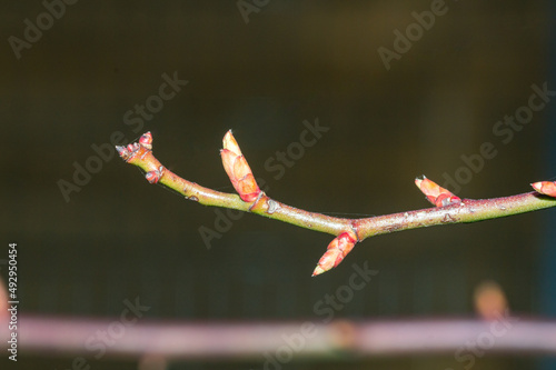 Closeup on branch with buds of Rosa canina (dog rose). photo
