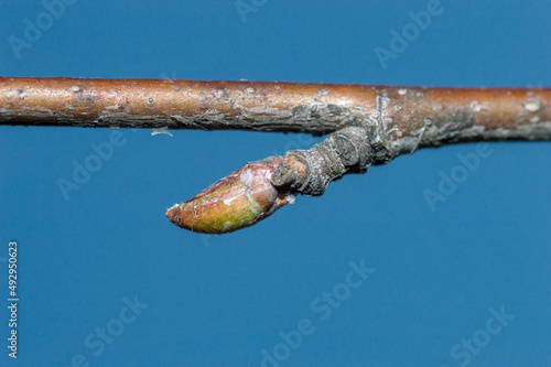 Macro photo of bud of Betula pendula, commonly known as silver birch, warty birch, European white birch, or East Asian white birch.