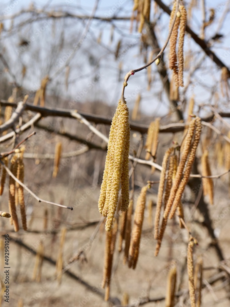 Corylus avellana, the common hazel male catkins Corylus avellana, the common hazel male catkins