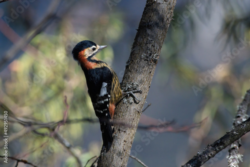 Crimson-breasted woodpecker or Scarlet-breasted woodpecker photographed in North Sikkim, India