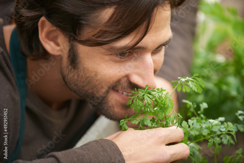 Nothing beats the smell of fresh herbs. A handsome gardener smelling fresh herbs in a nursery.